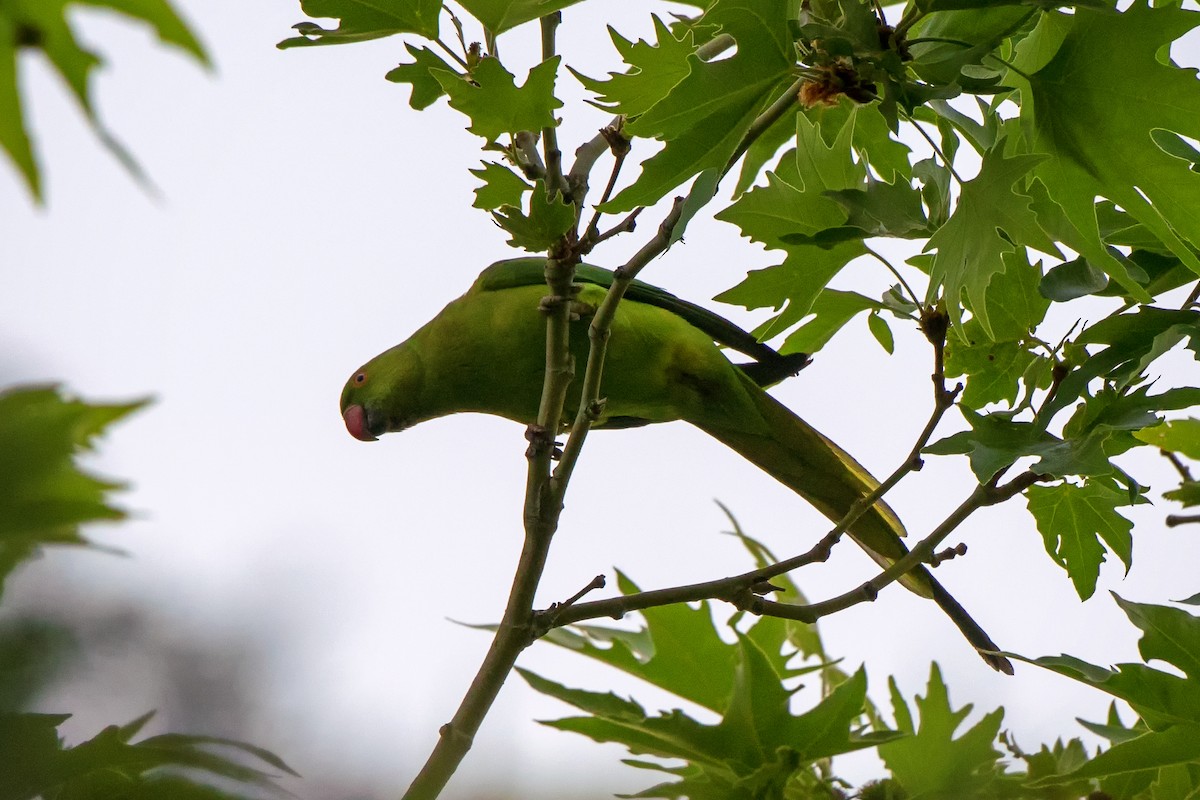 Rose-ringed Parakeet - ML542577161