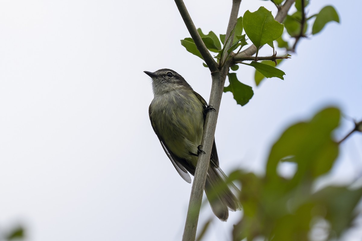 Jamaican Elaenia - Paul Beerman