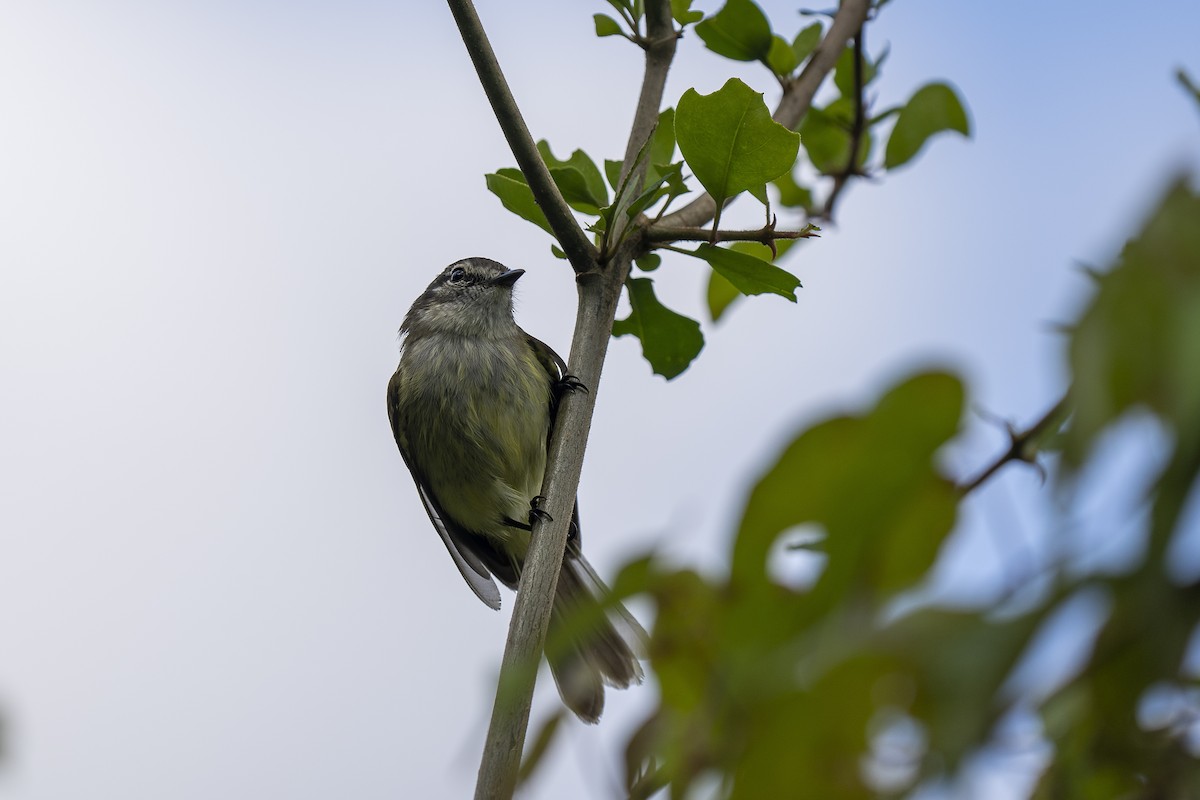 Jamaican Elaenia - Paul Beerman