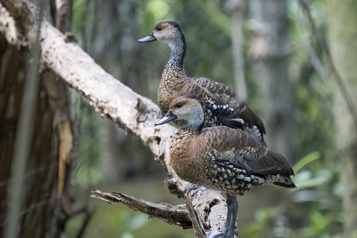 West Indian Whistling-Duck - Paul Beerman