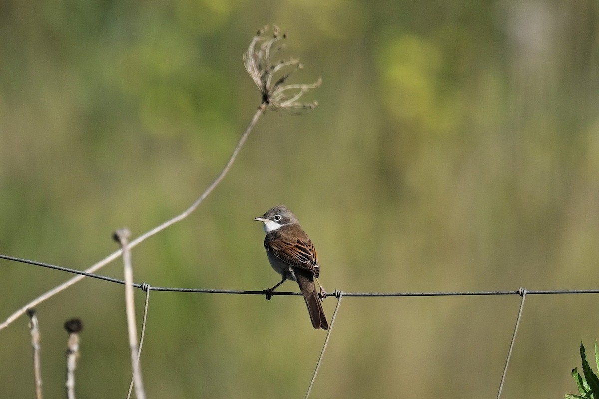 Greater Whitethroat - Uriel Levy