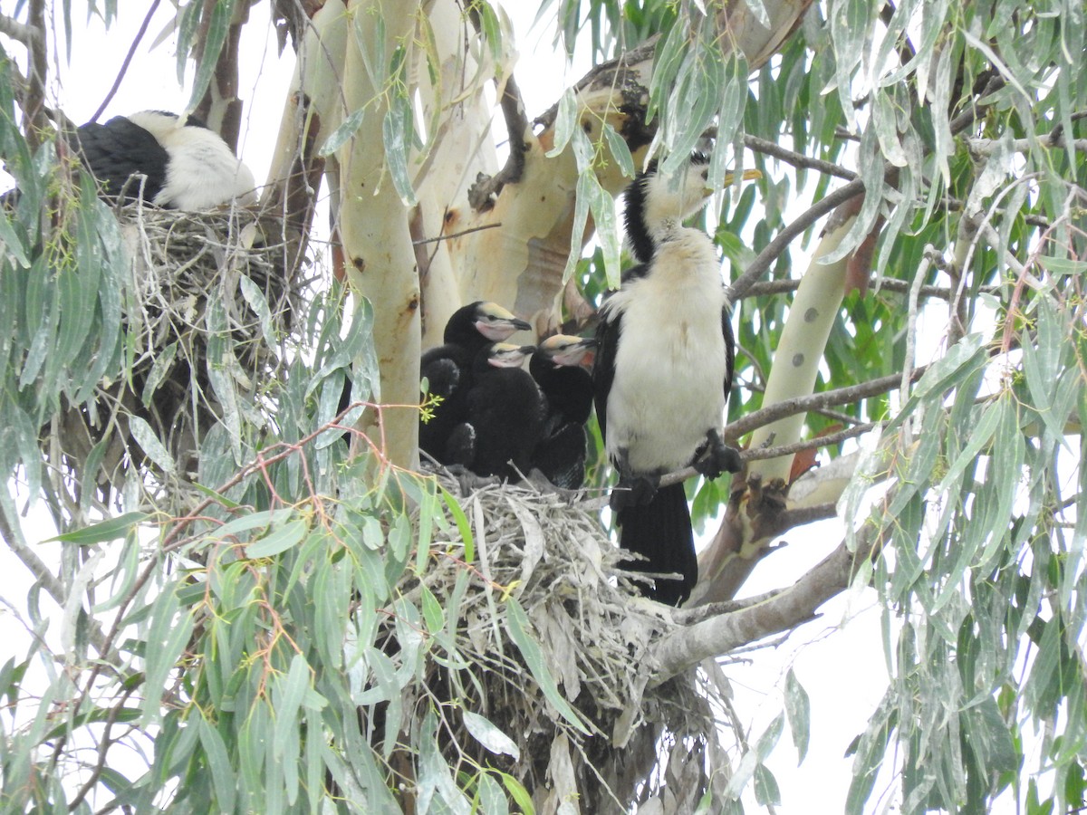 Little Pied Cormorant - Archer Callaway