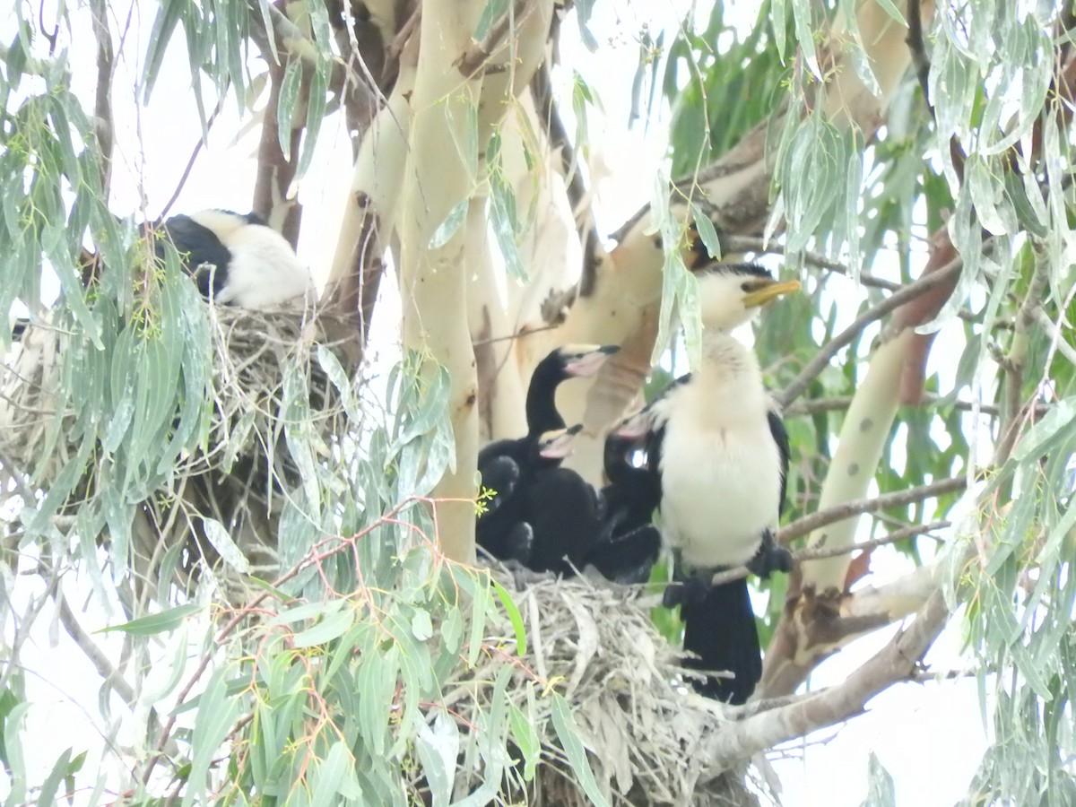 Little Pied Cormorant - Archer Callaway