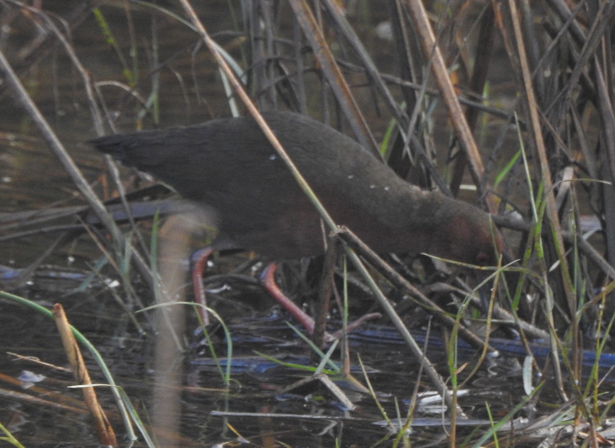 Ruddy-breasted Crake - Afsar Nayakkan