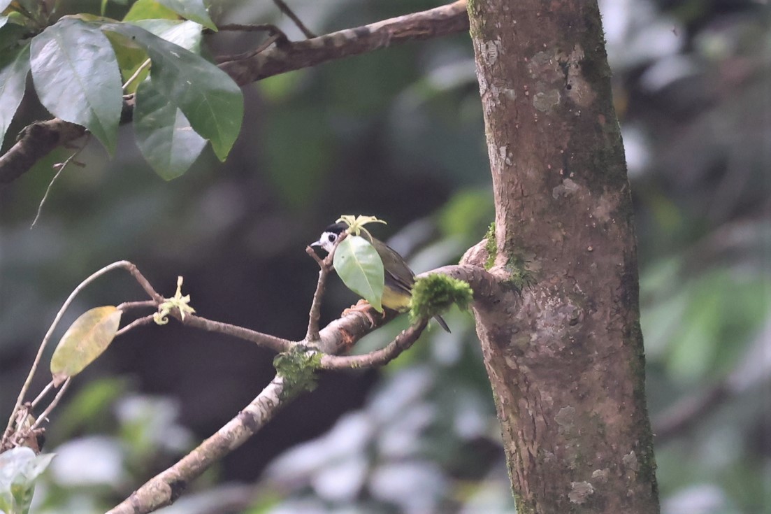 White-faced Robin - ML542581151