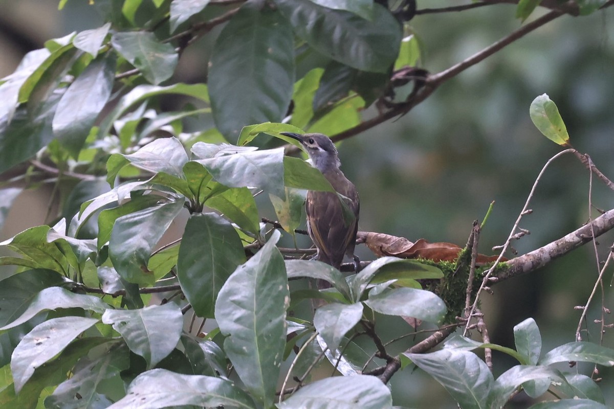 Tawny-breasted Honeyeater - ML542581571