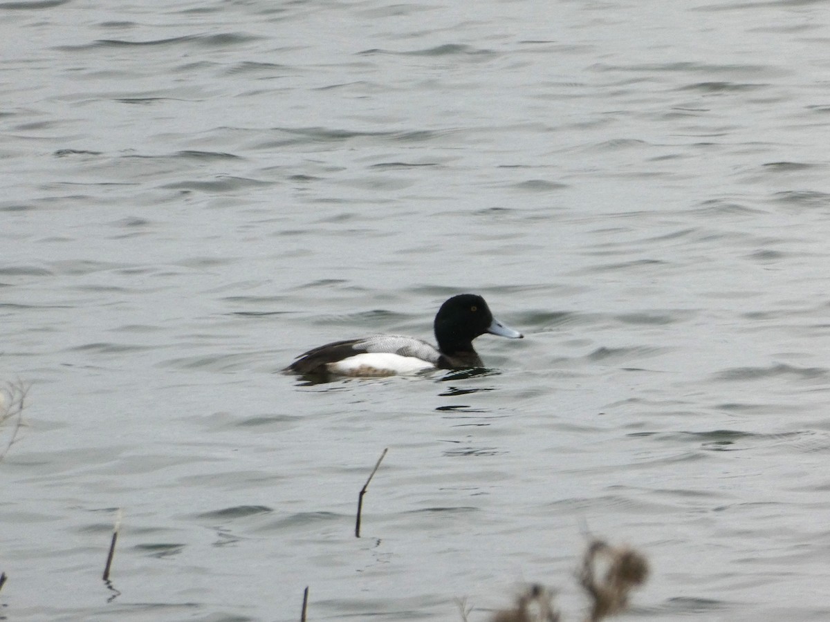 Greater Scaup - ML542581711