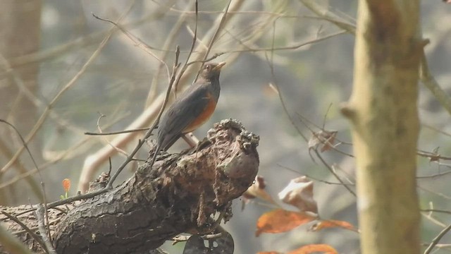 Black-breasted Thrush - ML542581851