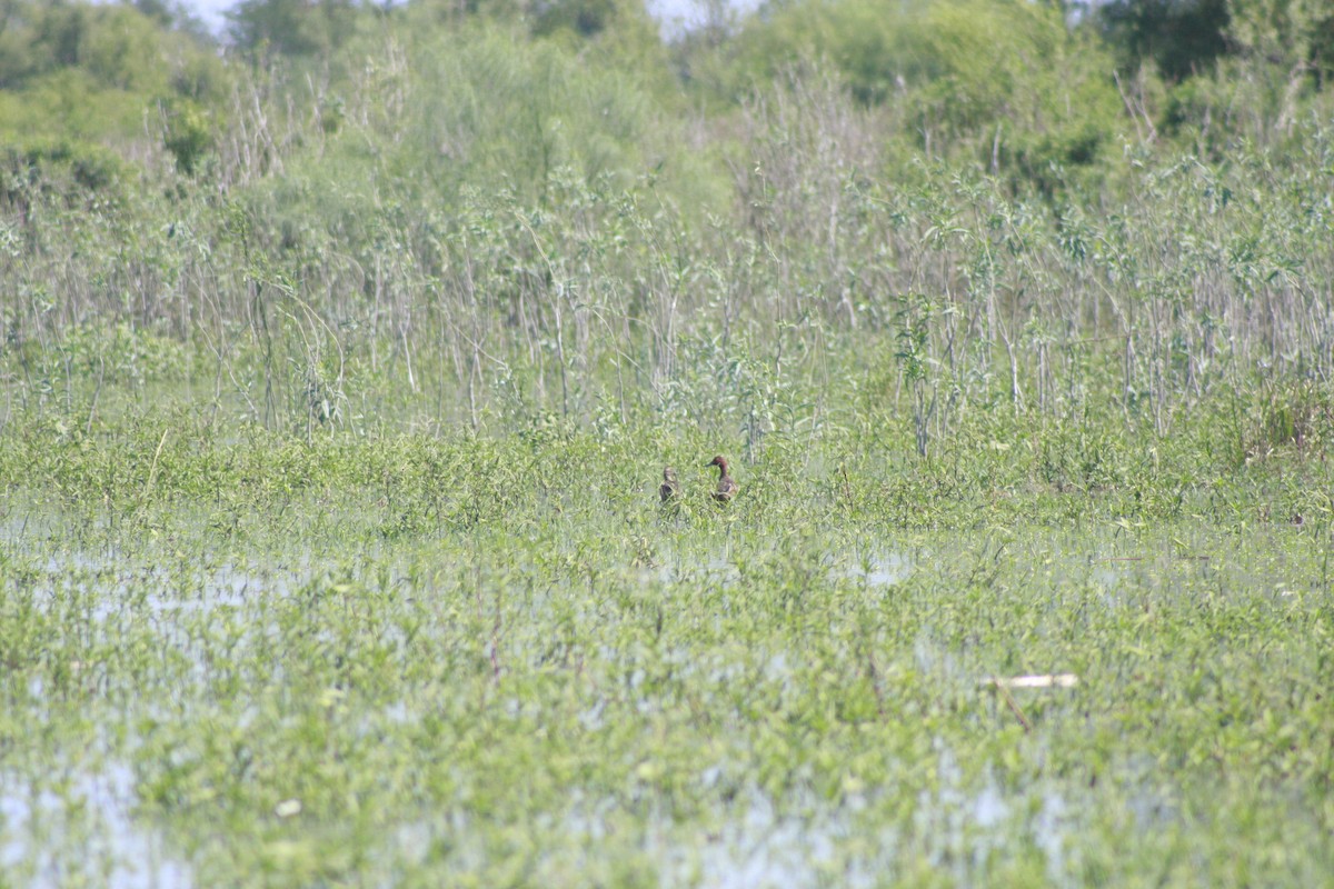 Cinnamon Teal - ML542581861