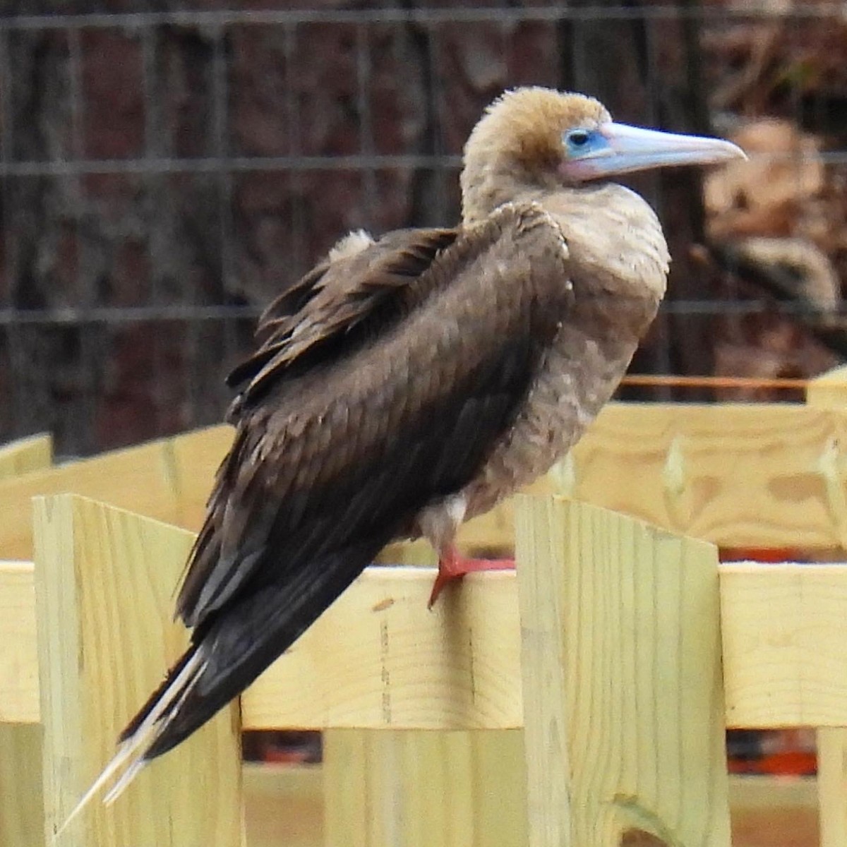 Fou à pieds rouges - ML542584531