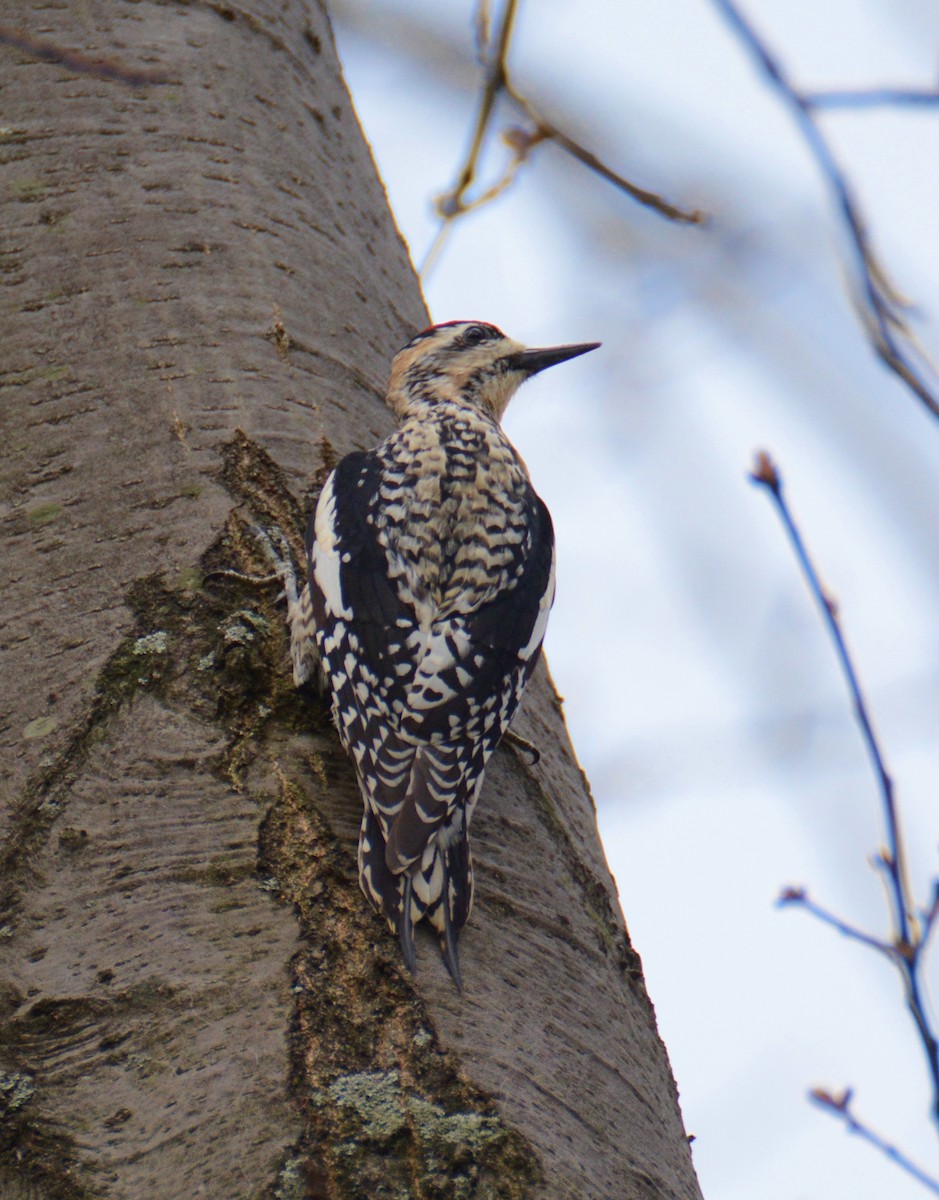 Yellow-bellied Sapsucker - ML54258591