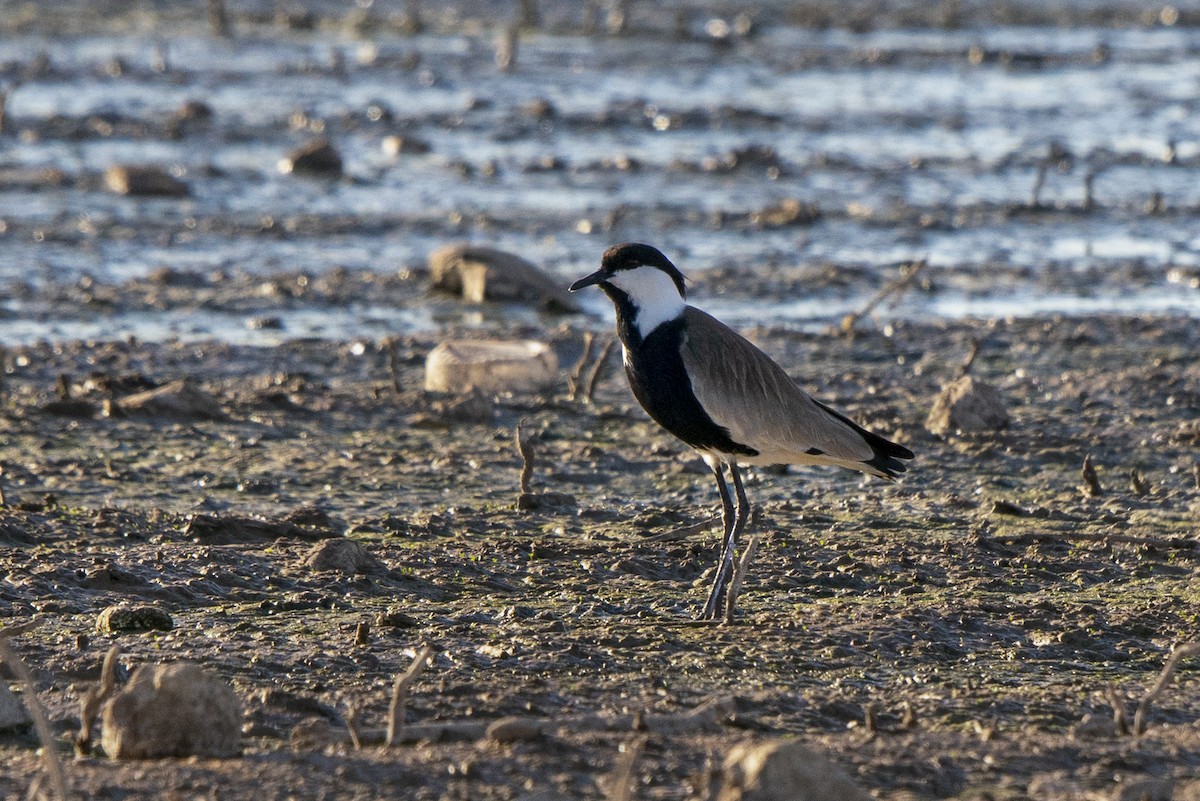 Spur-winged Lapwing - ML542586851