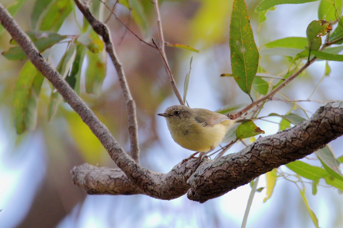 Buff-rumped Thornbill - ML542587011