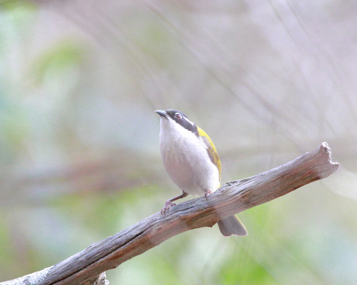 White-throated Honeyeater - ML542587041