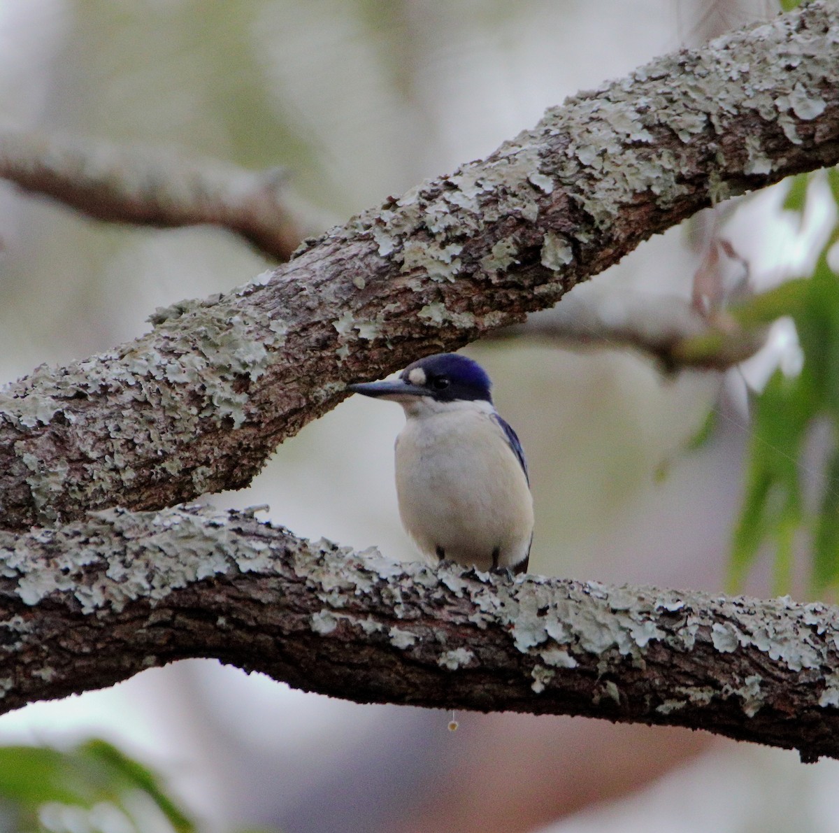 Forest Kingfisher - ML542587061