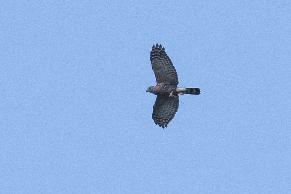 Double-toothed Kite - ML542589051