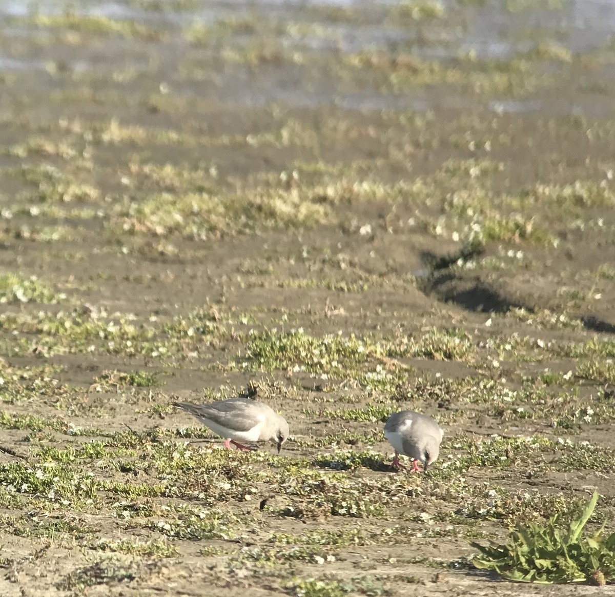 Magellanic Plover - Andy Clements