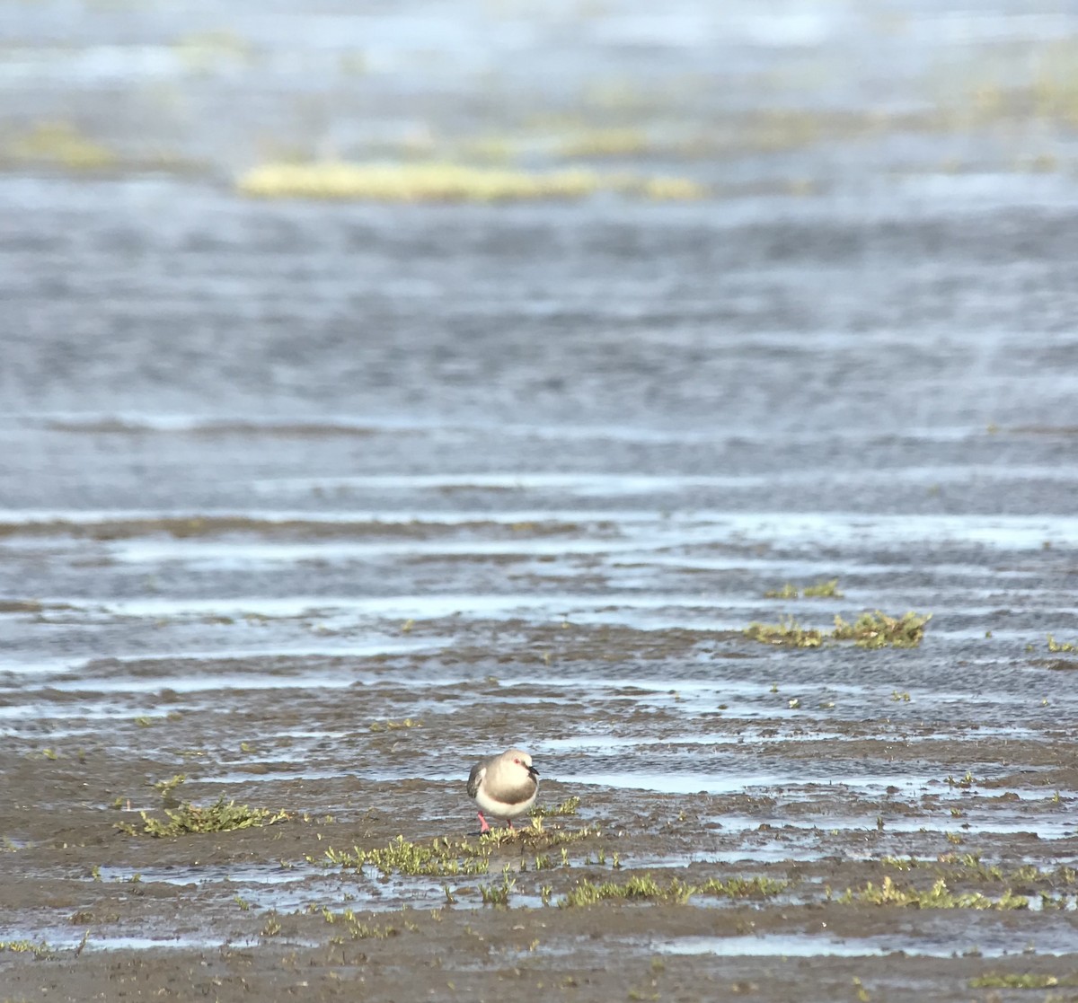 Magellanic Plover - ML542590521