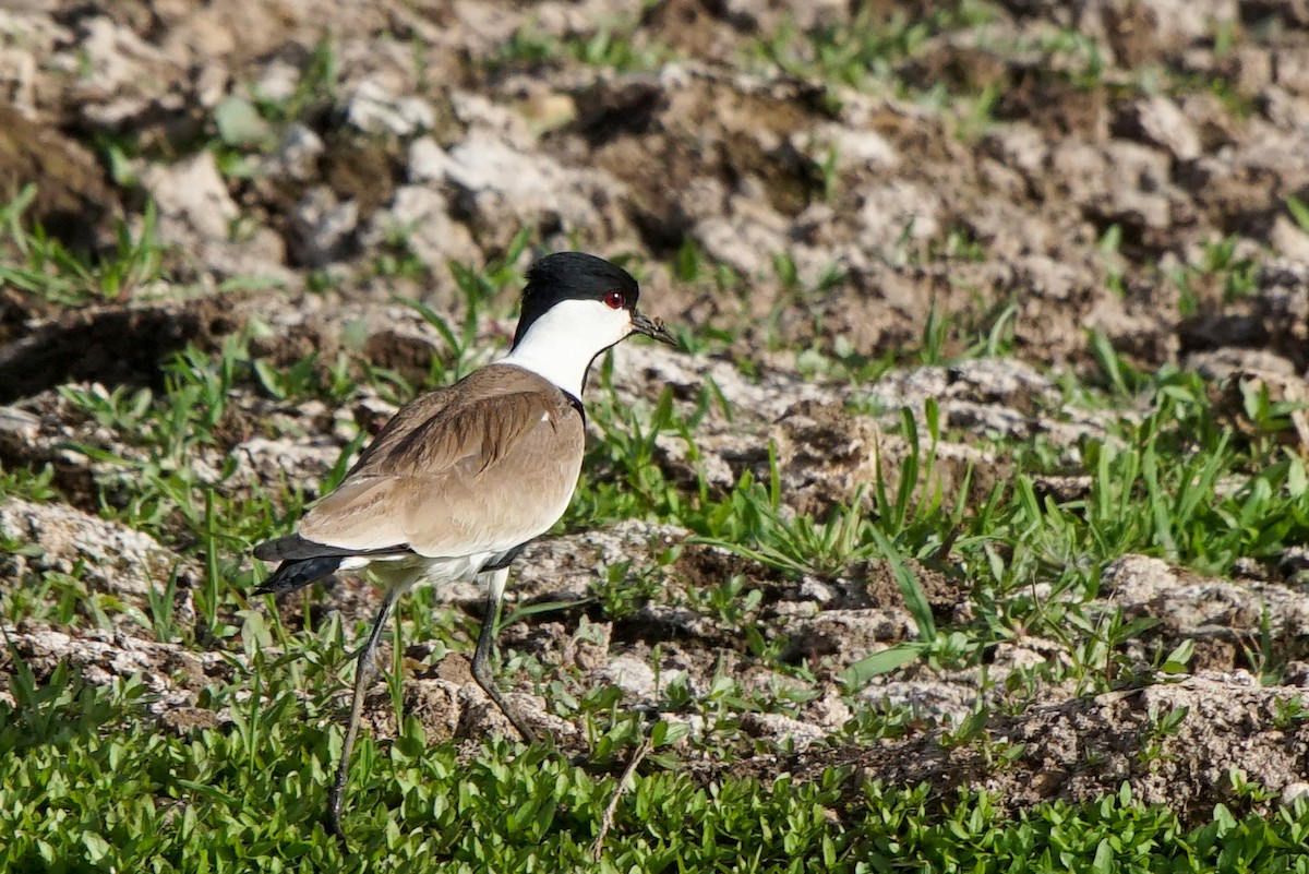 Spur-winged Lapwing - ML542591371