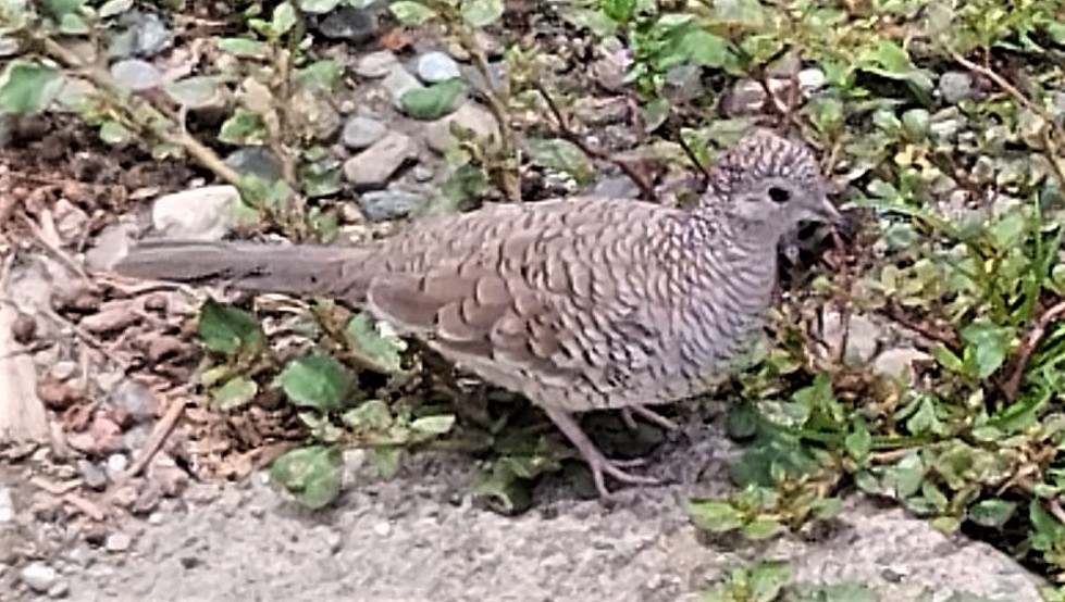 Scaled Dove - Luis Fernando DG