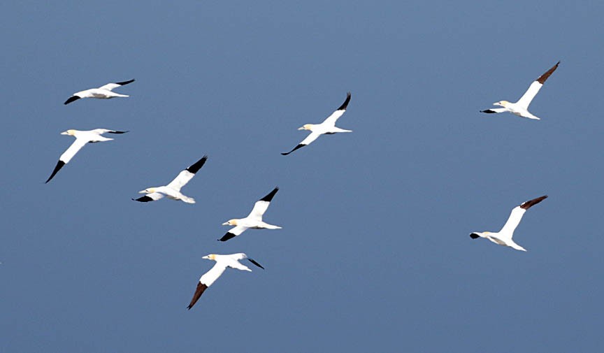 Northern Gannet - Mark Dennis