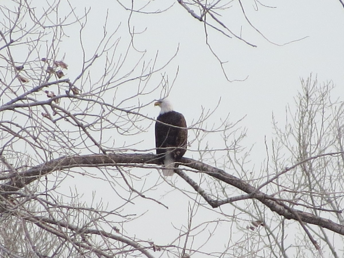 Bald Eagle - ML54259301