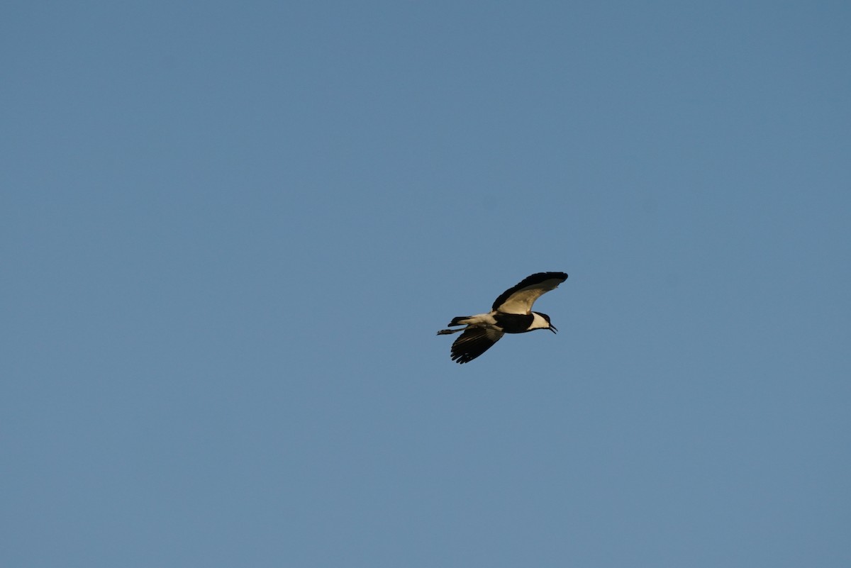 Spur-winged Lapwing - ML542593171