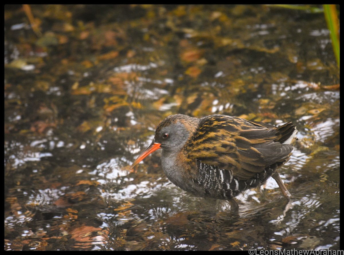 Water Rail - Leons Mathew Abraham