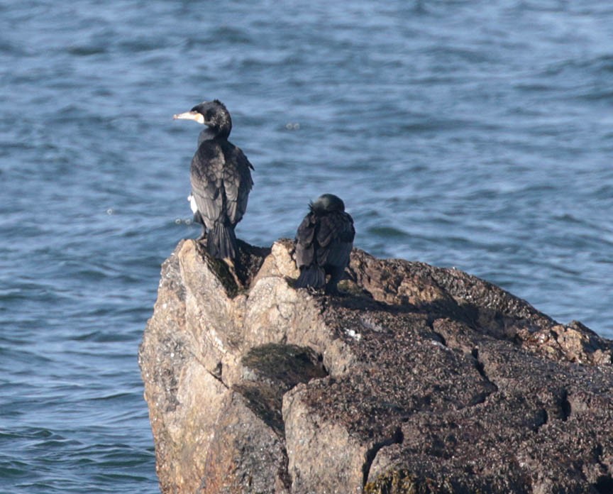 Great Cormorant - Mark Dennis