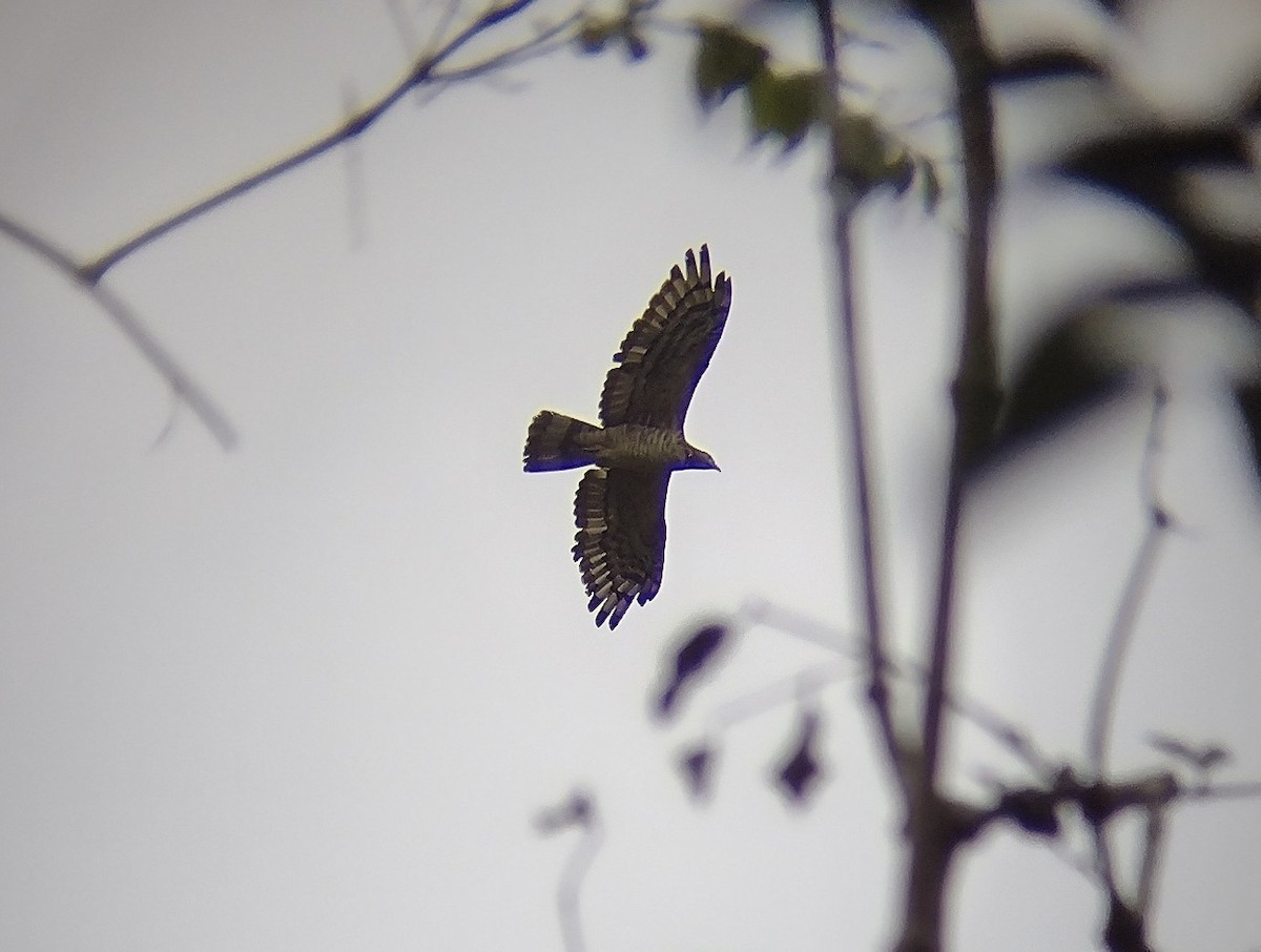 Oriental Honey-buzzard - ML542593511