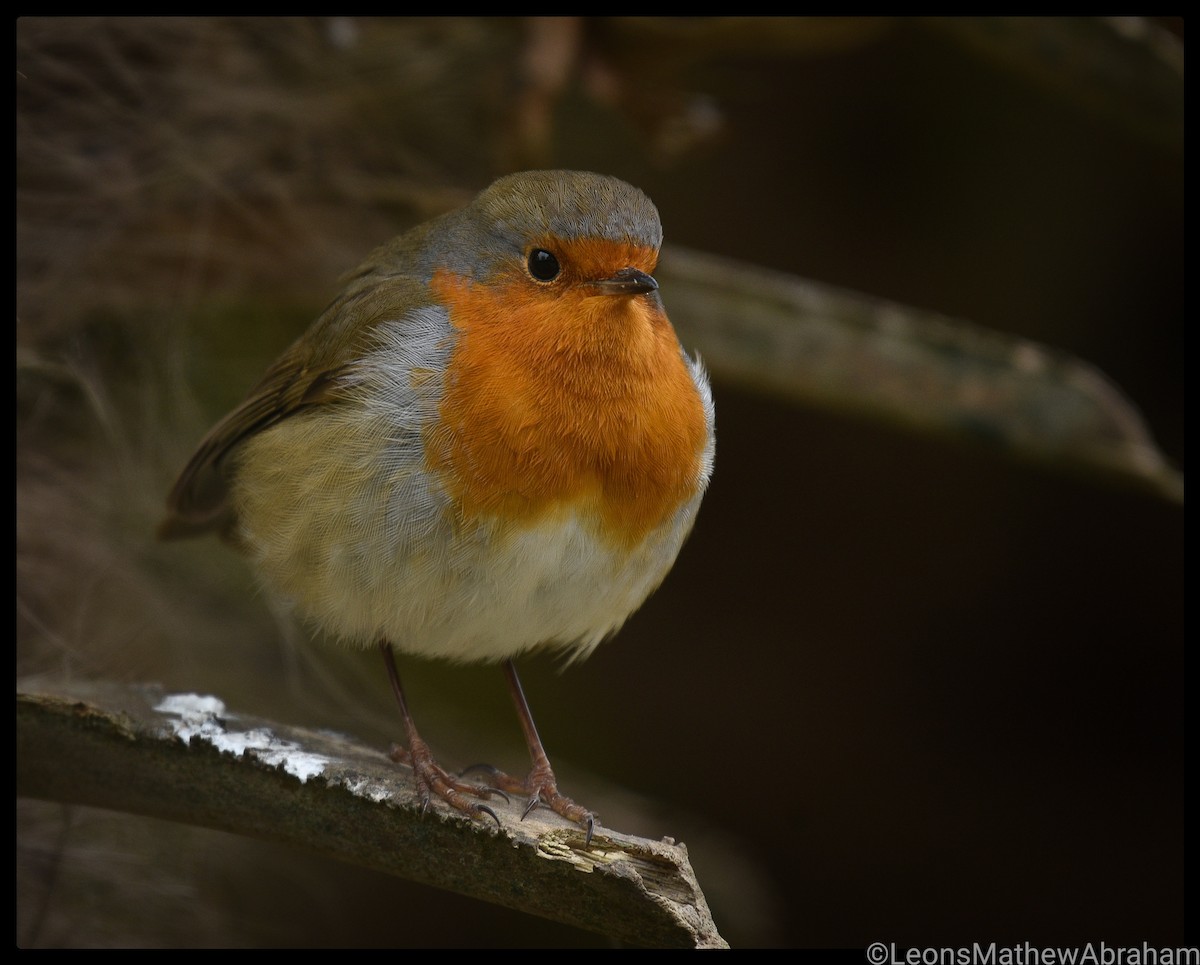 European Robin - Leons Mathew Abraham