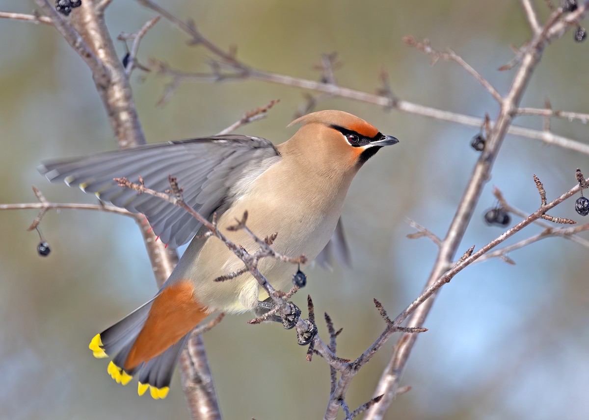 Bohemian Waxwing - ML542595351