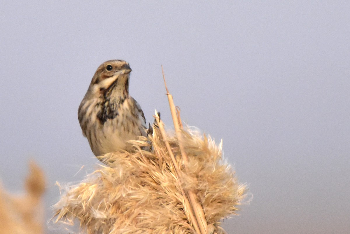 Reed Bunting - ML542595591