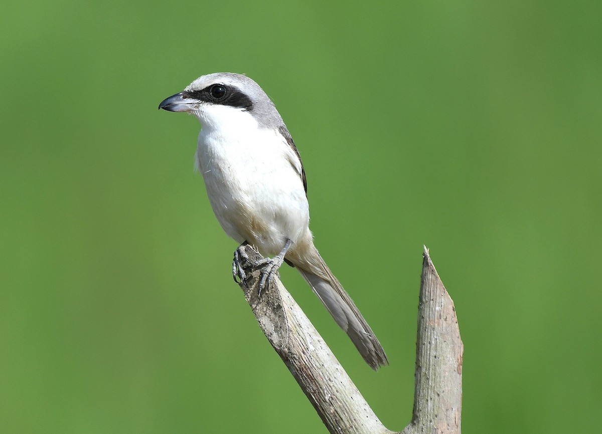 Alcaudón Pardo (lucionensis) - ML542596971