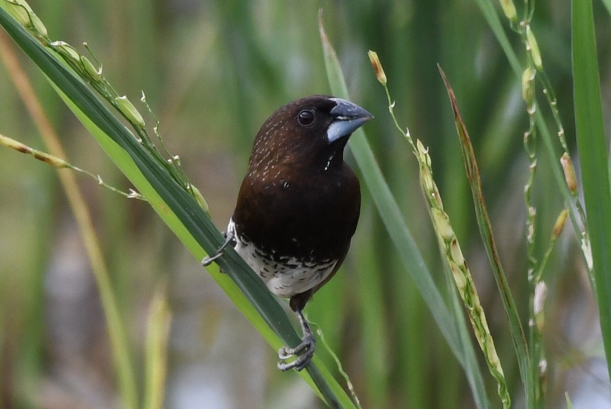 White-bellied Munia - Ian Gardner