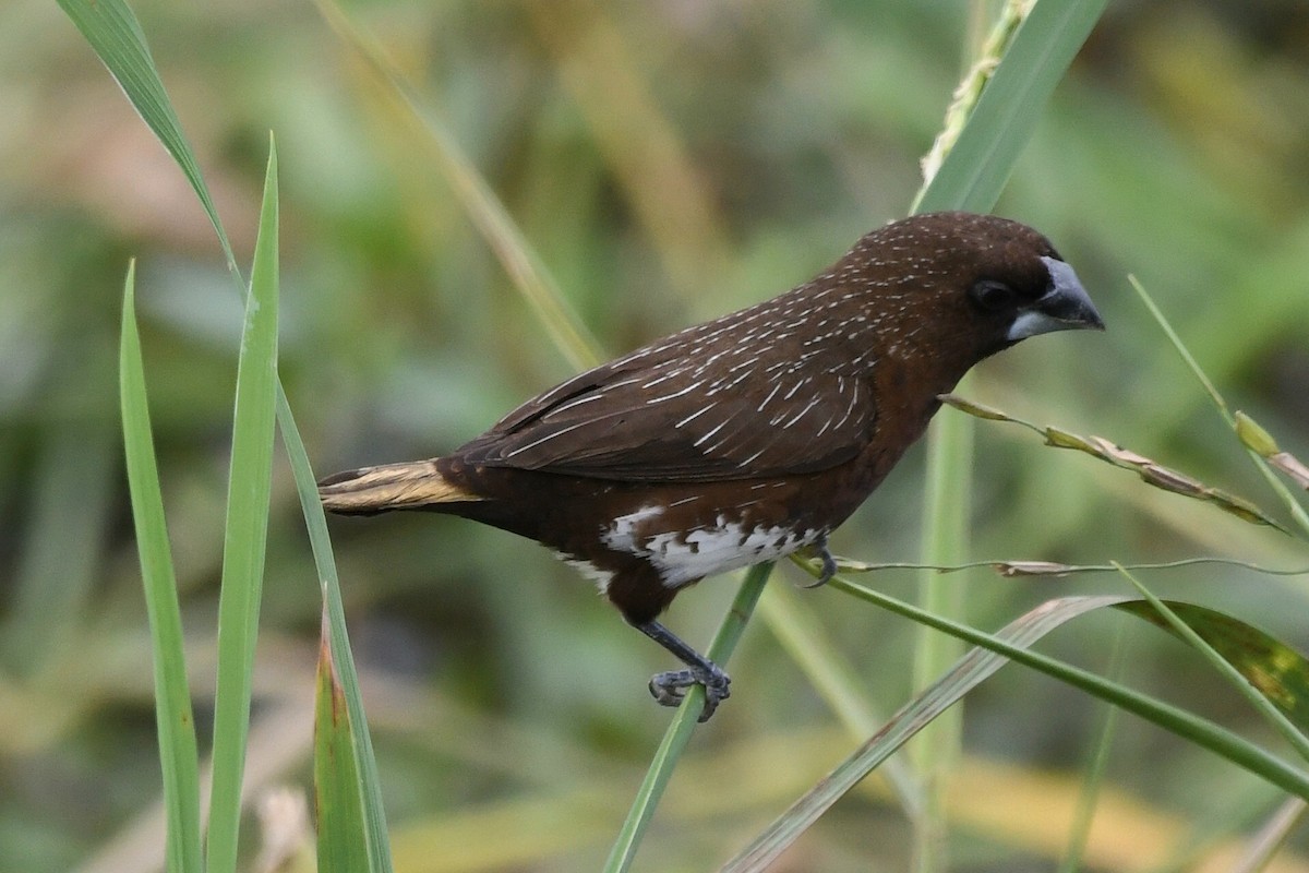 White-bellied Munia - ML542597071