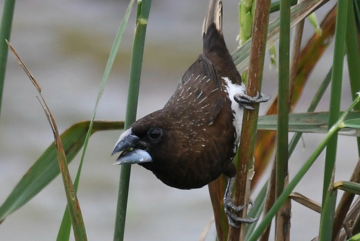 White-bellied Munia - Ian Gardner