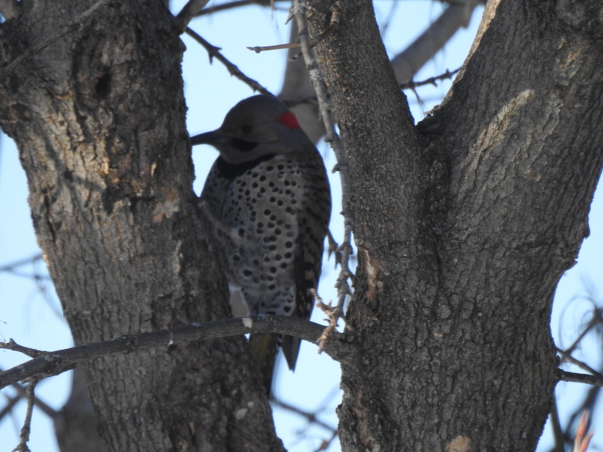 Northern Flicker - ML542597631