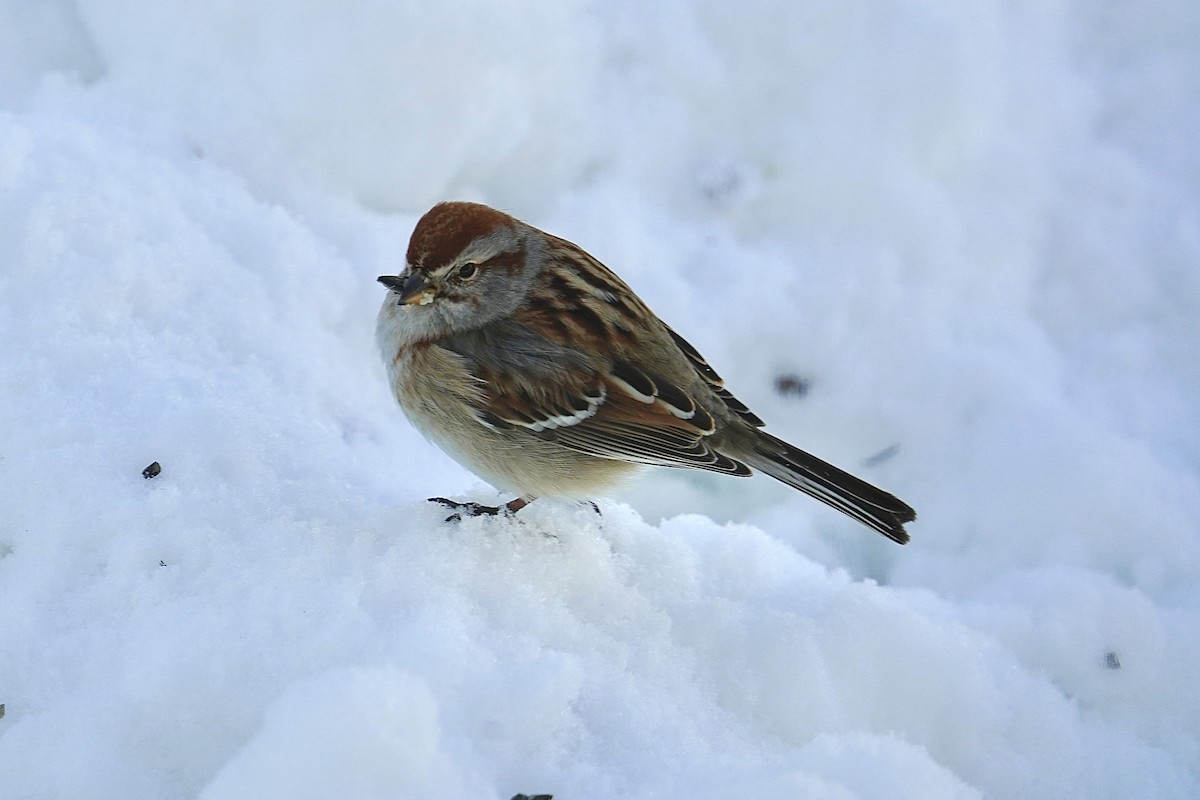 American Tree Sparrow - ML542598631