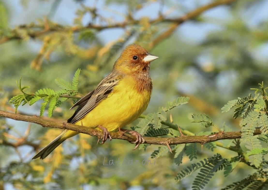 Red-headed Bunting - ML542598701