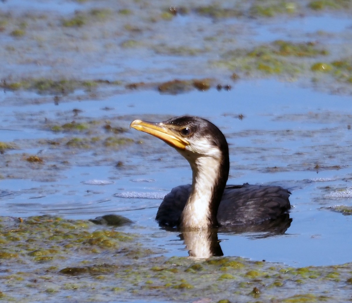 Little Pied Cormorant - ML542601701