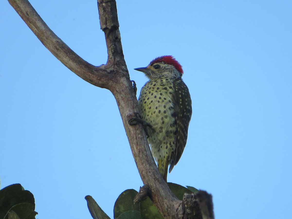 Green-backed Woodpecker - ML542602101
