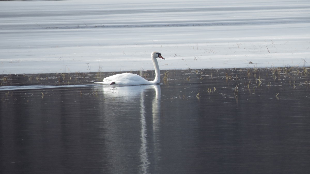 Mute Swan - ML542602281