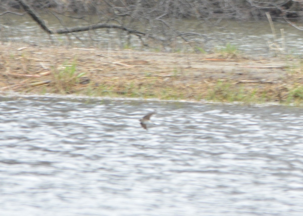 Northern Rough-winged Swallow - David Kennedy