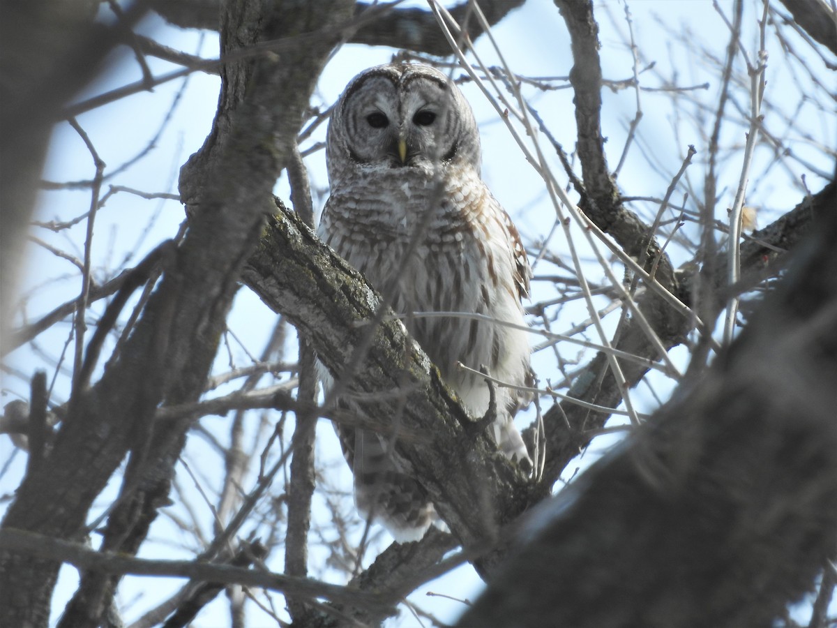 Barred Owl - ML542603881