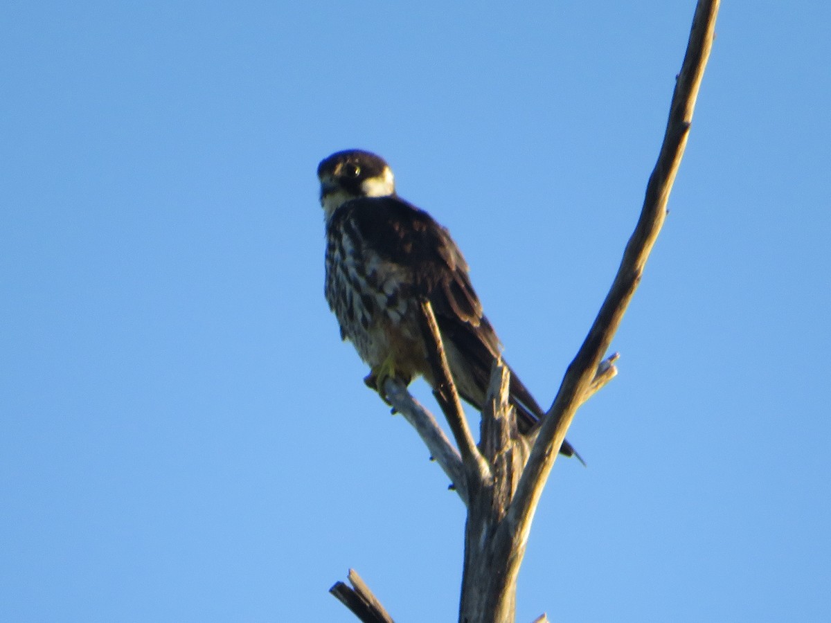 Eurasian Hobby - Morgan  Saineti