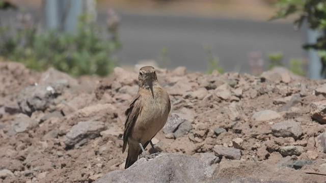 Rufous-banded Miner - ML542605021