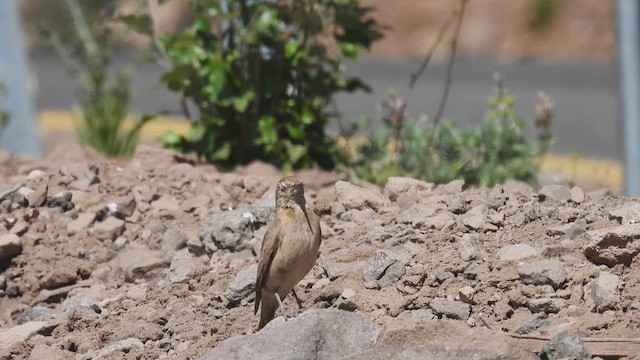 Géositte à ailes rousses - ML542605031