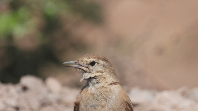 Rufous-banded Miner - ML542605041