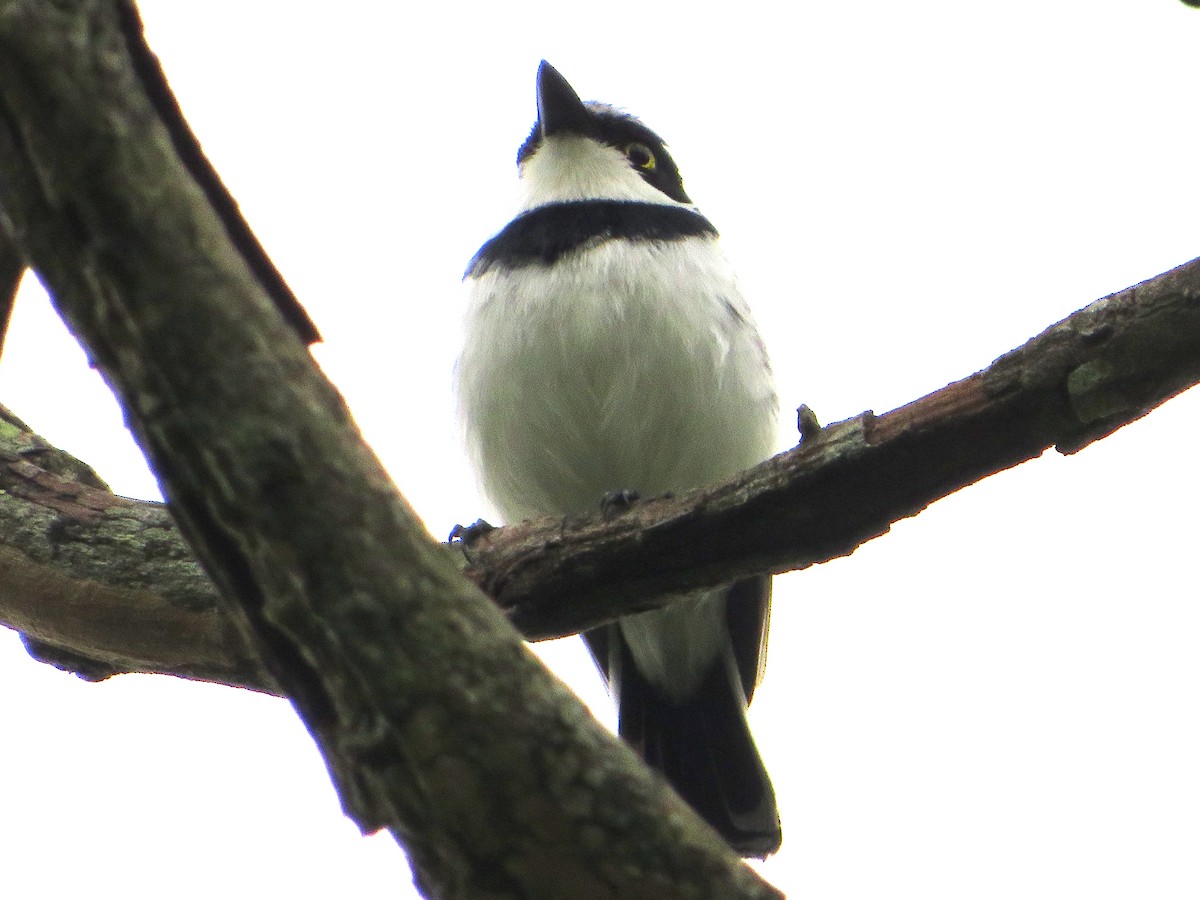 Pale Batis - ML542605061